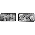 Nail Art Kit 2 plates and Stamper - 7