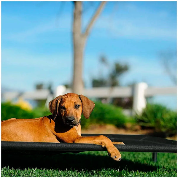 Elevated Dog Bed, Portable Raised Pet Cot, Sturdy & Breathable Mat, Durable Mesh Fabric, No-Slip Feet, Indoor or Outdoor Use. (Medium (36 x 24 Inch)) - 3